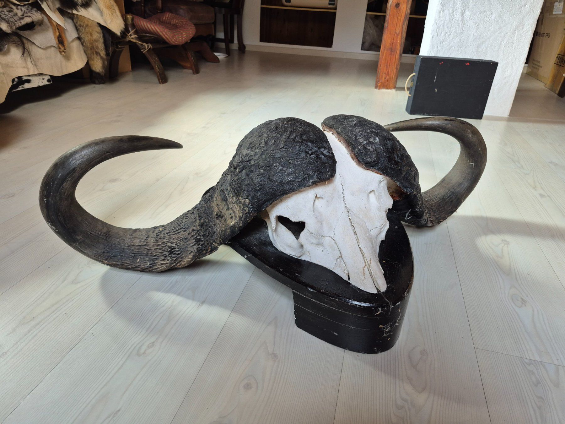 Il mondo degli animali: Trophée chasse buffle africain / Kaffernbüffel Jagdtrophäe – Usato da Treyvaux venduto da Kbh2000 4