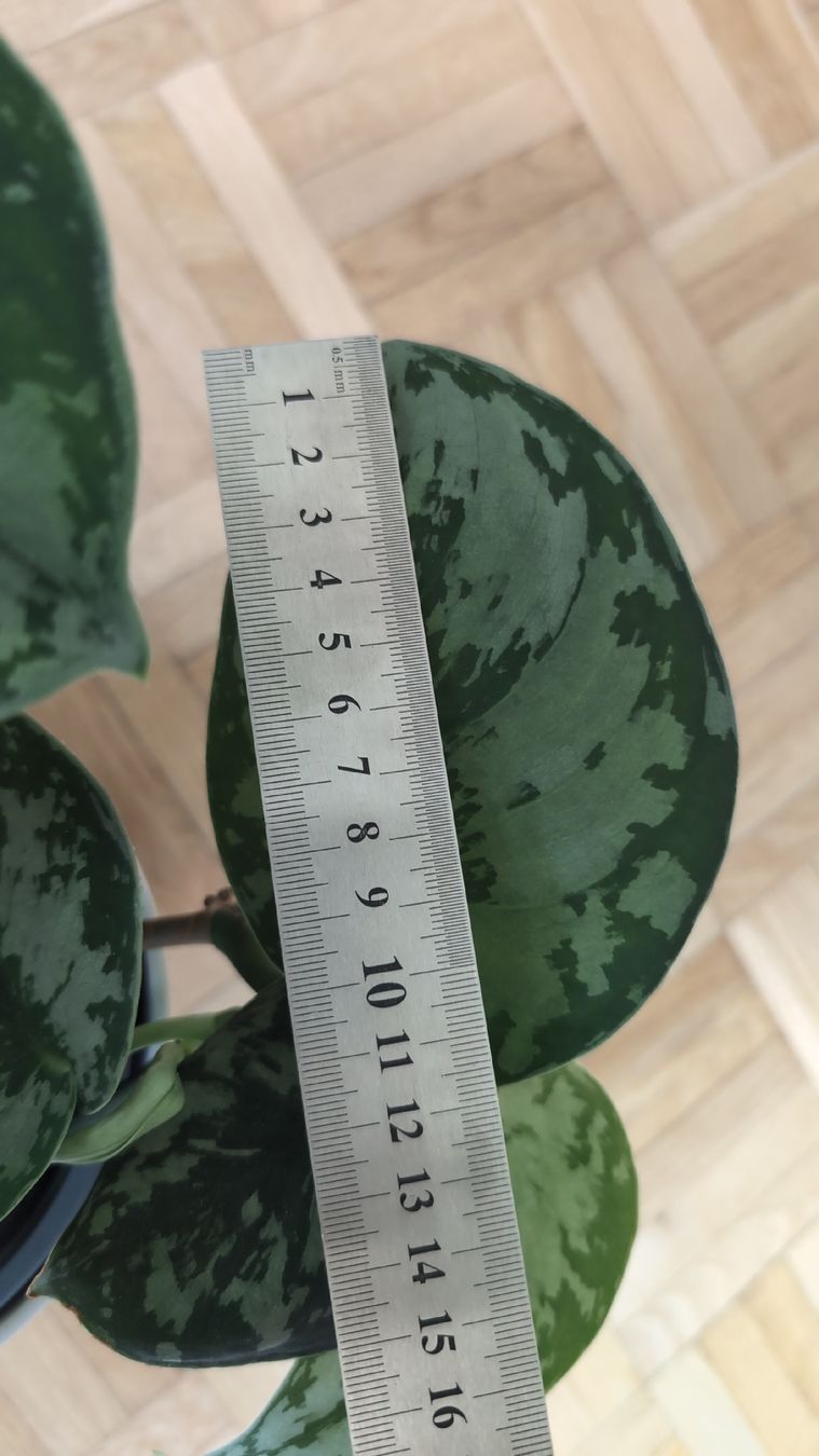Pflanzen & Samen: Satin Pothos Pflanze – Gebraucht aus Wallisellen von ali_x62p 2