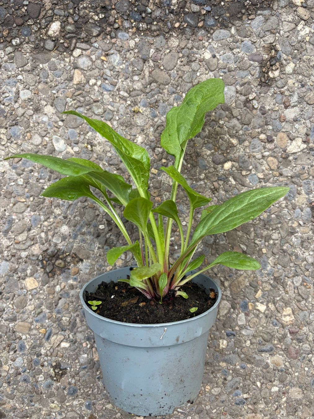 Piante & sementi: Echinacea purpurea (Roter Sonnenhut) – Usato da Winterthur venduto da Aniger 4