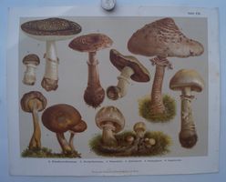 Antike Pilztafel (Tafel VII) um 1880 Lorinser/ Hölzel