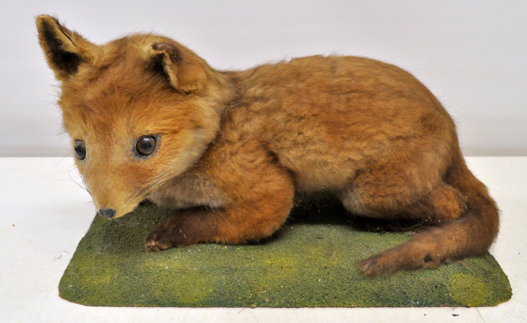 Welt der Tiere: Renardeau naturalisé – Gebraucht aus Neuchâtel von Neuchatel