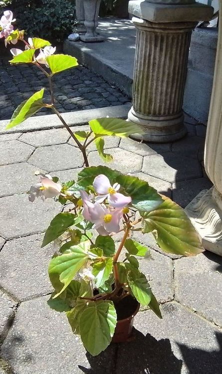 Schiefblatt (Begonia fischeri) Pflanze Kaufen auf Ricardo