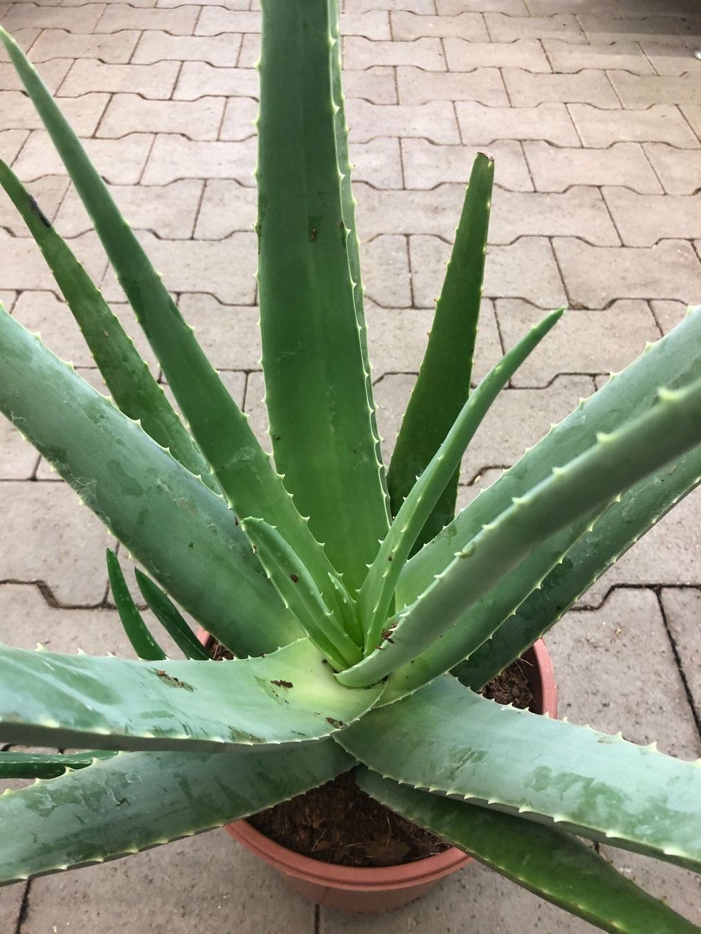 XXL 80 cm  ALOE VERA 3 Jahrige 3Ans Die therapeutischste (Neu und  originalverpackt) in Rovio fr CHF 59  mit Lieferung auf Ricardo kaufen