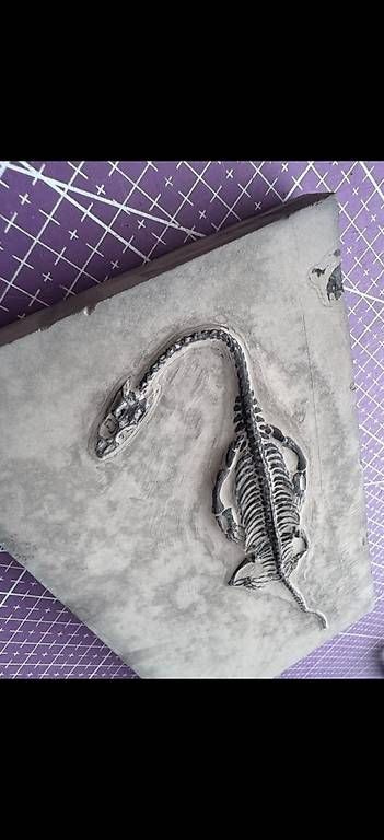 Fossili: Keichousaurus Fossil – Usato da Abtwil AG venduto da dca_gch7 1