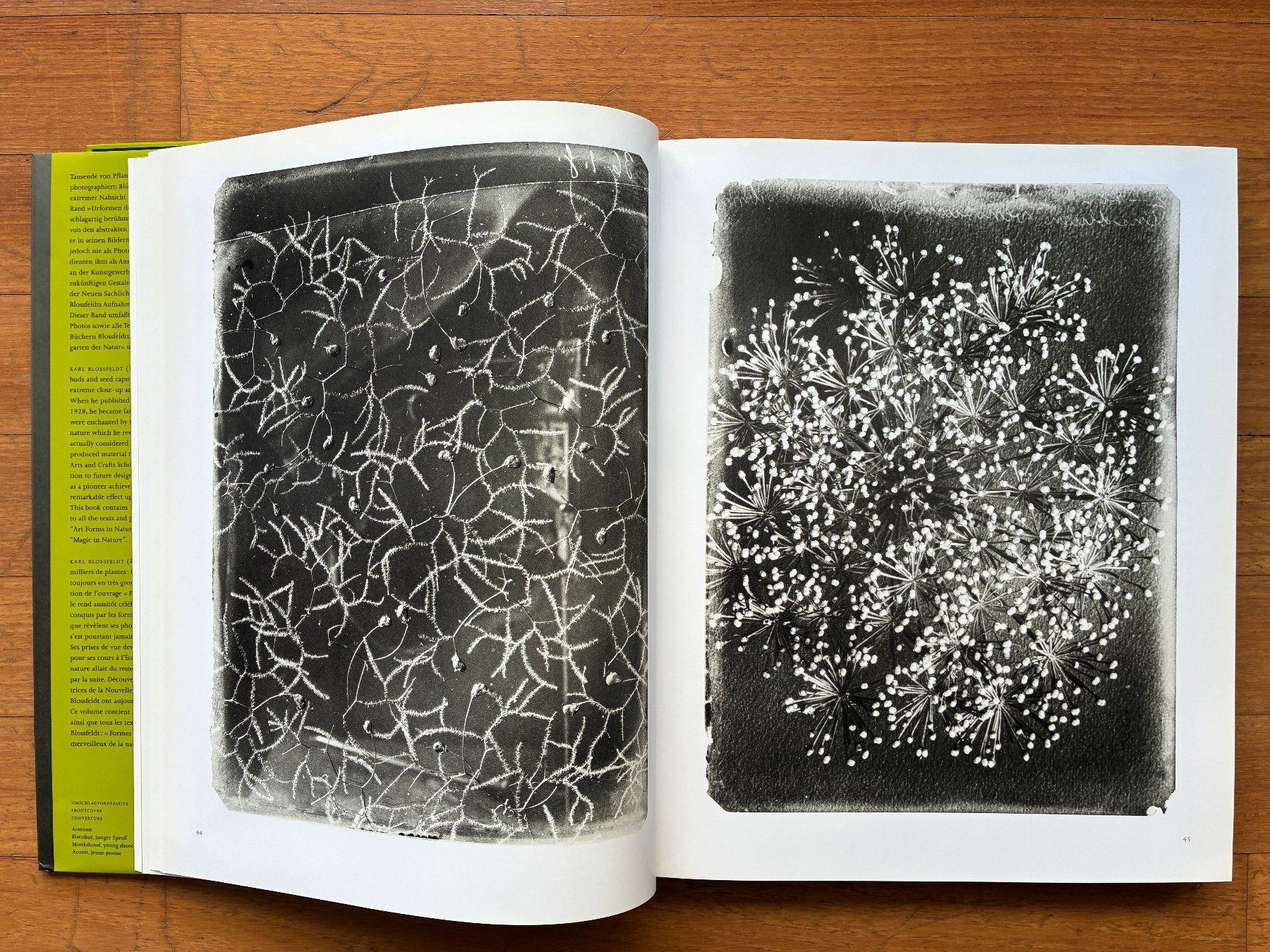 Libri: Photo Buch: KARL BLOSSFELDT – Usato da Lugano venduto da gio.yo 3