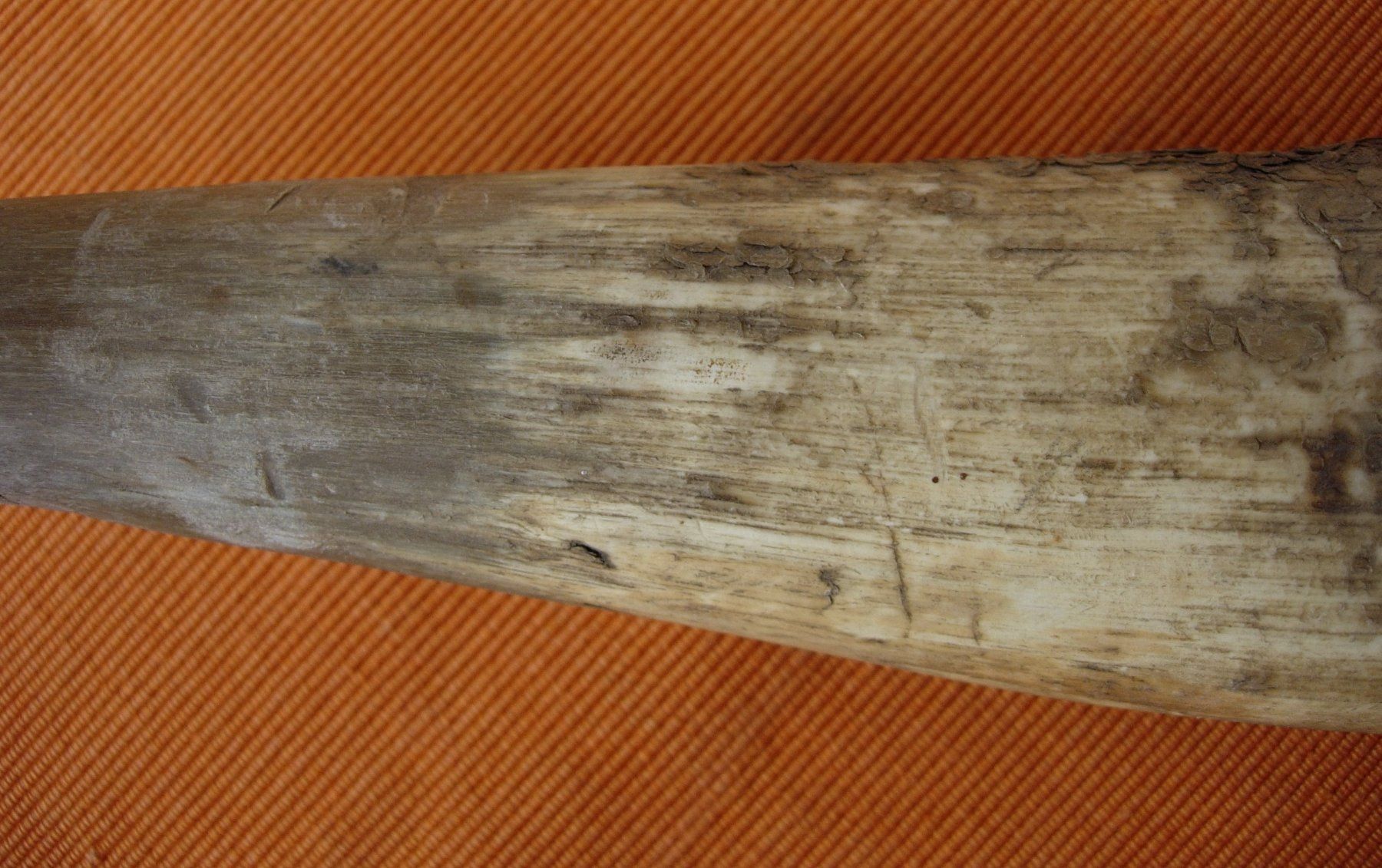 Fossili: Horn - Wettsteinfass - alt – Usato da Basel venduto da Grbina64 7