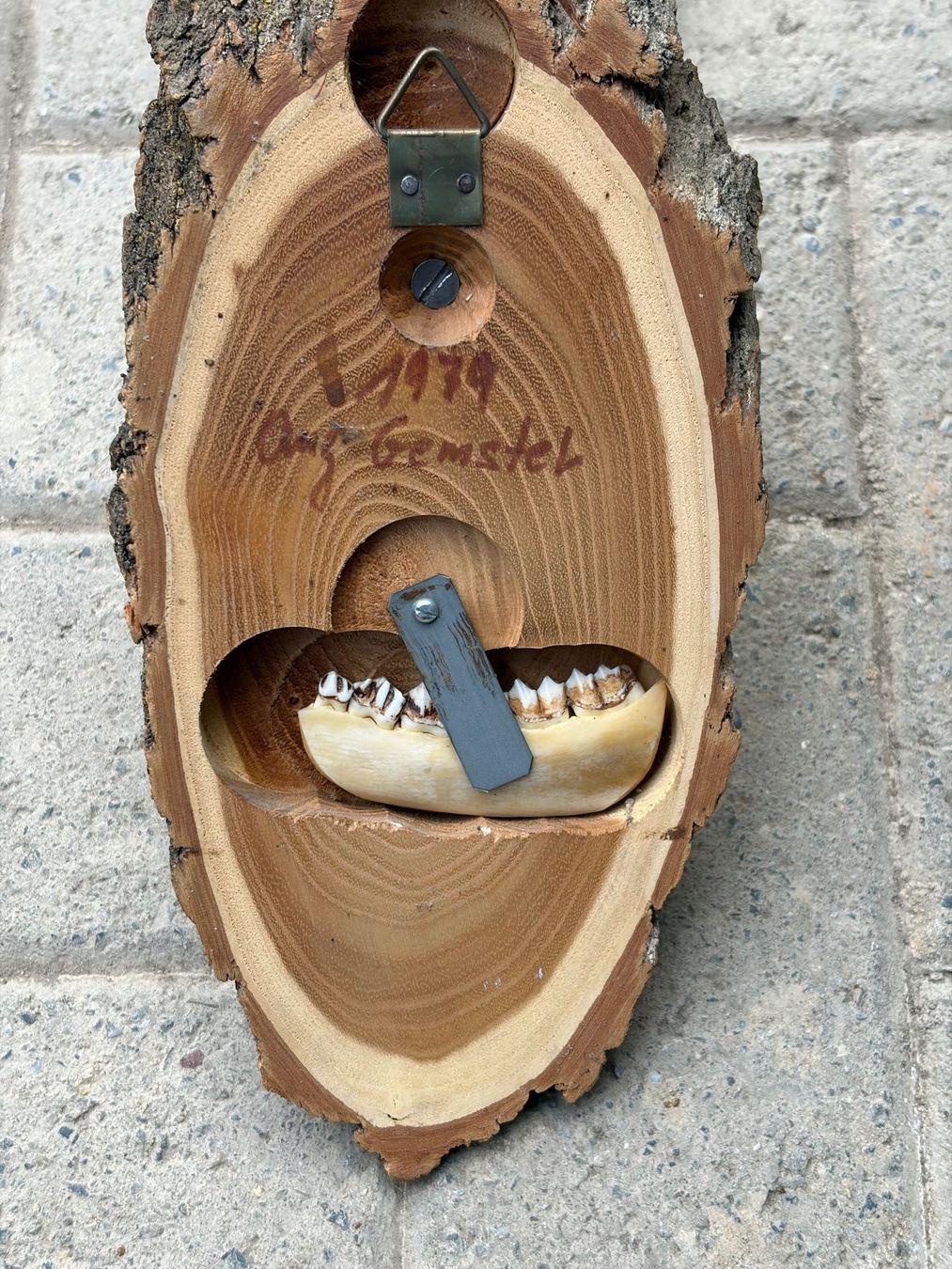 Sonstiges zum Sammeln & Seltenes: Geweih auf Holzschild mit Gebiss – Gebraucht aus Schöftland von fridamme 1