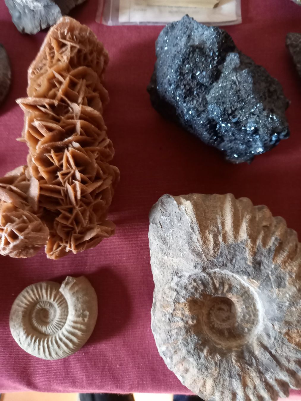 Fossili: Fossiles et minéraux – Usato da Epagny venduto da sig_fj9g 6
