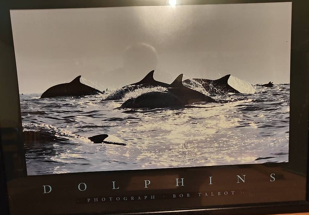 Foto & Immagini: Delphin Bilder – Usato da chur venduto da Hmars 1