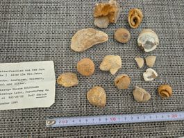 Jura Fossilien Sammlung Dinosaurier Muscheln Versteinerung