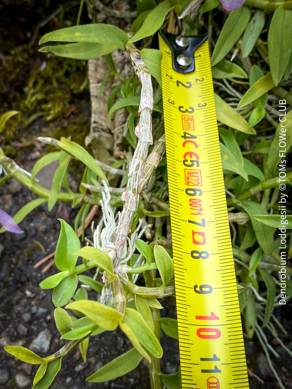 Piante & sementi: Dendrobium Loddigesii - bezaubernde Miniatur Orchidee – Nuovo e nell'imballaggio originale da Adliswil venduto da TAKEYOURPLANT 5
