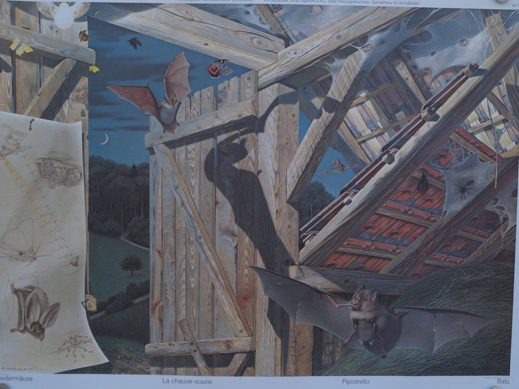 Foto & Immagini: Schulwandbild "Fledermäuse" Walter Linsenmaier Fledermaus – Usato da Härkingen venduto da sammelbecken 2