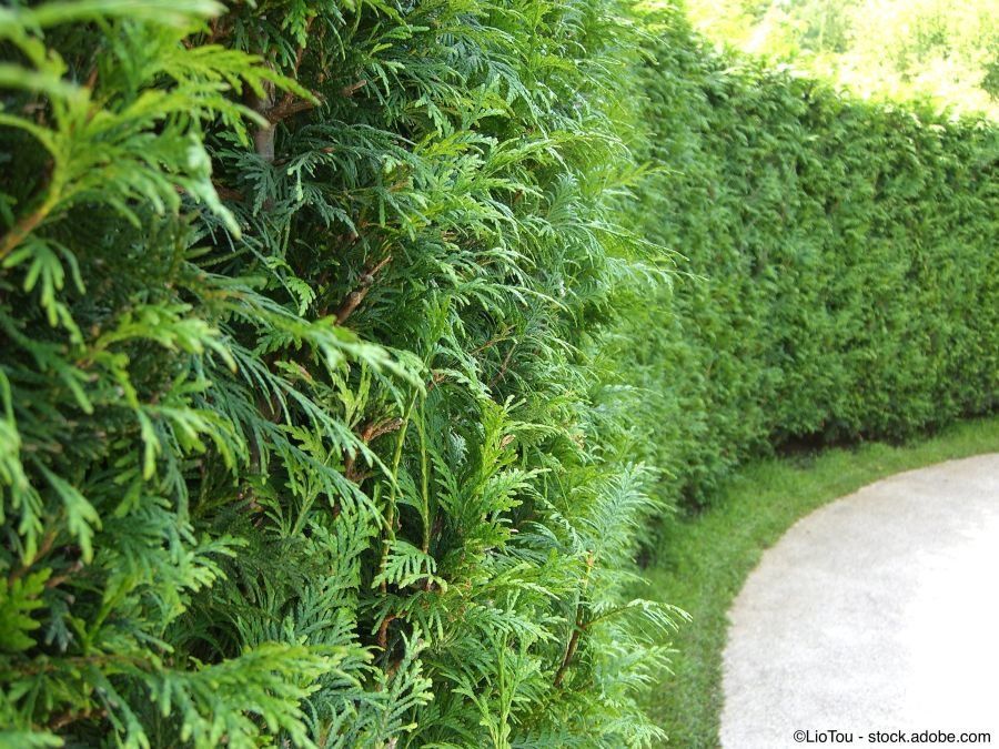Piante & sementi: Thuja brabant 80-100cm – Nuovo e nell'imballaggio originale da Sursee venduto da pflugshaupt01 2