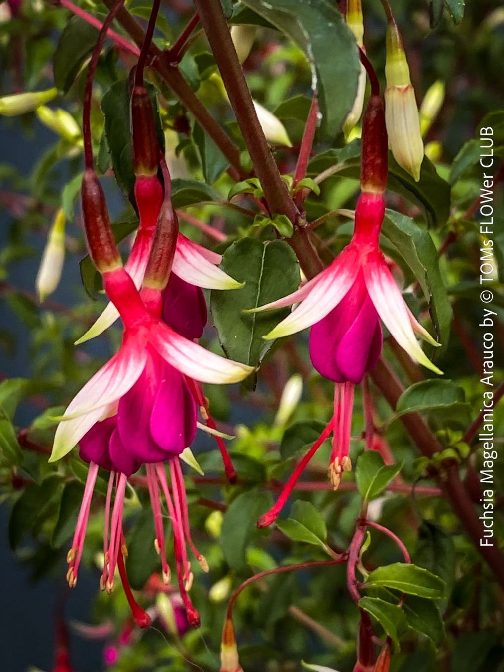 Piante & sementi: Fuchsia Magellanica Alba oder Arauco - winterharte Sorten – Usato da Adliswil venduto da asTOMas963 1