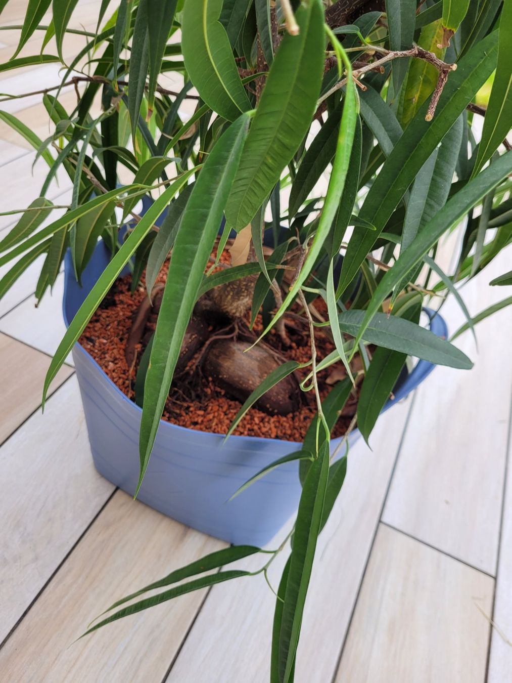 zimmerpflanze mit x Philodendron 'Glorious' – Foliage Factory