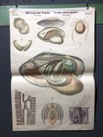 Vintage Schulwandbild WEICHTIERE, Biologische Tafeln