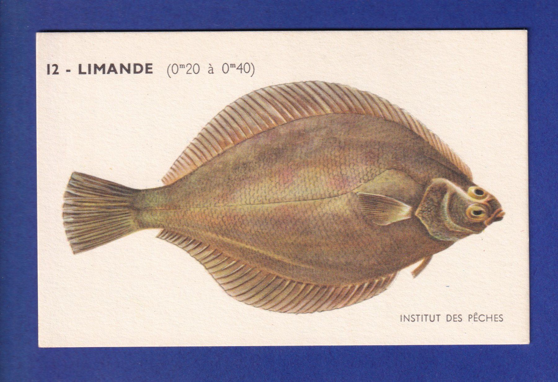 Cartes postales: Poisson - LIMANDE – D'occasion à Pully par nicecards-shop