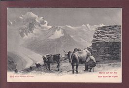 Dans les ALPES - Traite des vaches