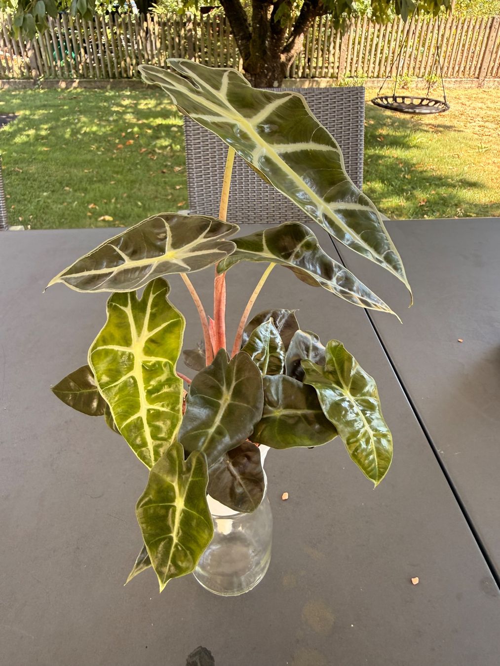 Pflanzen & Samen: Alocasia Amazonica Dwarf – Gebraucht aus Rafz von jca_98p5