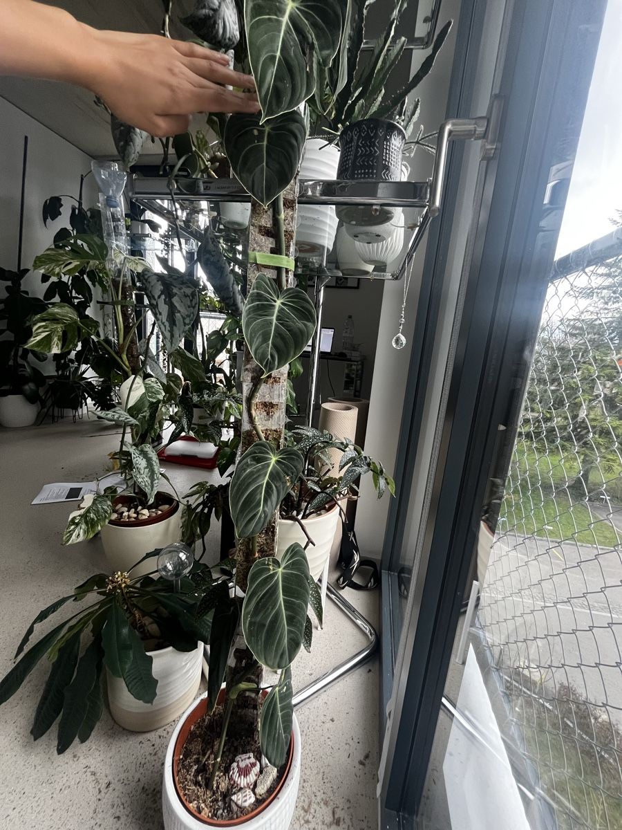 Pflanzen & Samen: Philodendron Melanochrysum – Gebraucht aus Zürich von MeelaM