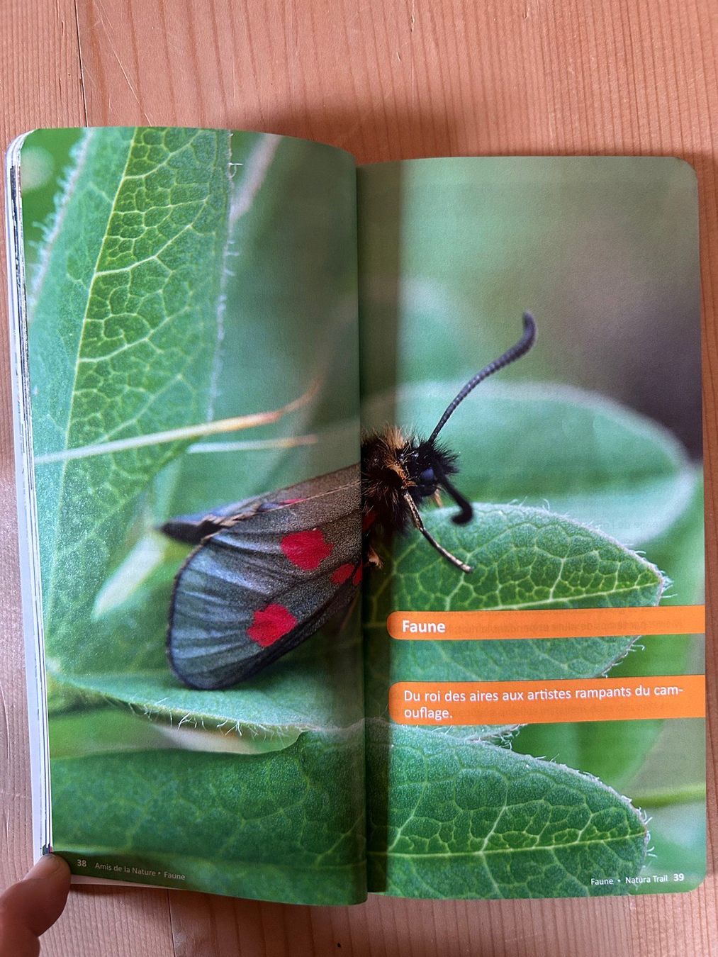 Libri: Wittwer-Rohner, Mirjam – Parc Ela – Usato da Igis venduto da ThalesDerErste 3