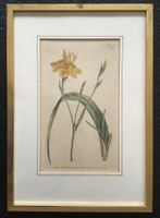 Kupferstich kol 1804 Curtis Tafel 771 Gelbe essbare Moraea