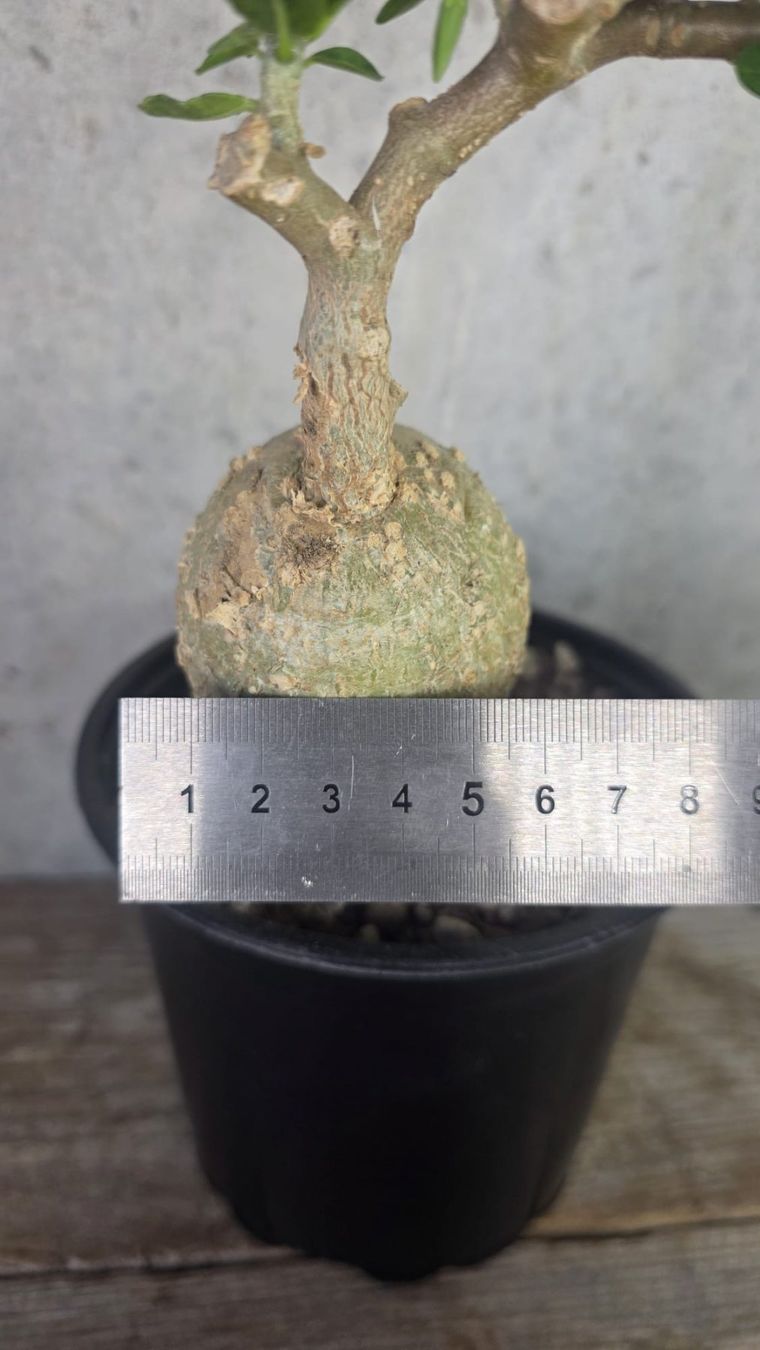 Piante & sementi: 🌿 Fockea edulis – Usato da St.Erhard venduto da Plumilandschweiz 1