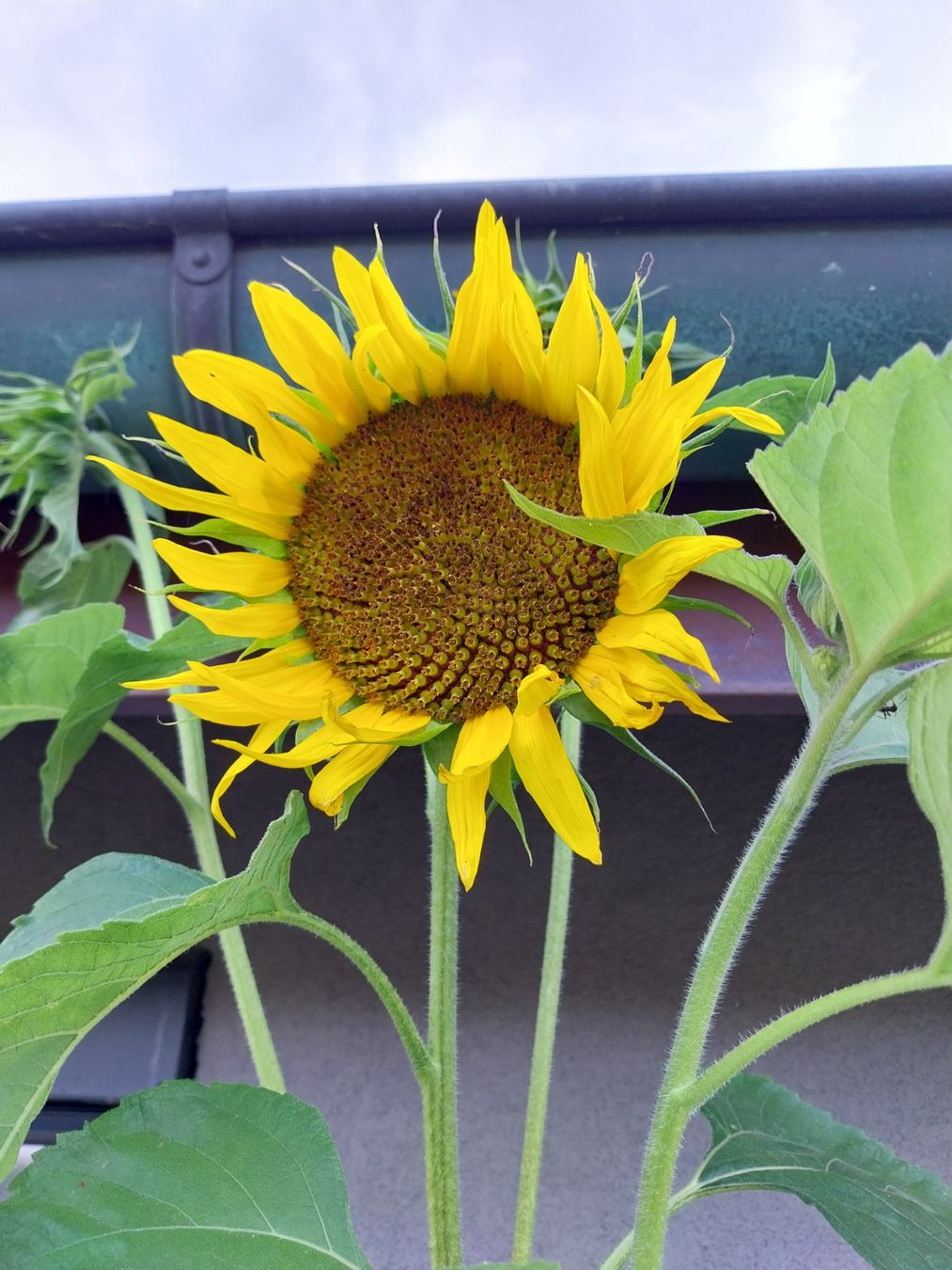 Piante & sementi: Samen Sonnenblumen 4 Sorten a 3Stk. 2026 – Usato da Schwaderloch venduto da bademeister79 2