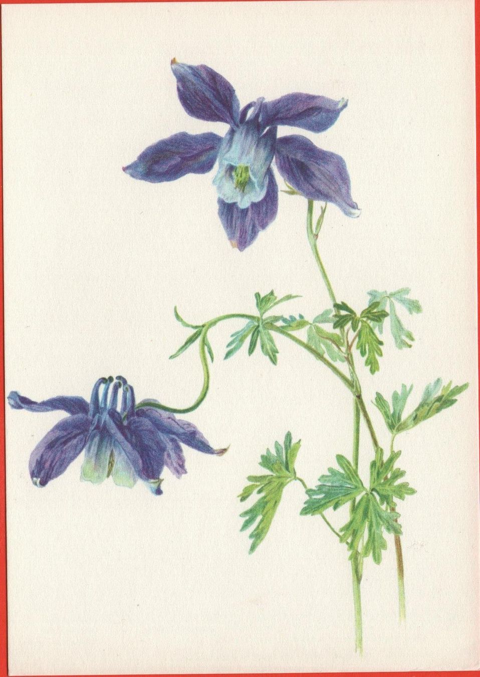 Cartoline postali: BLUMEN Alpenakelei – Nuovo (secondo la descrizione) da Jona venduto da philajona