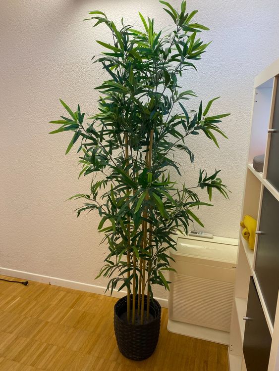 37+ Garten Mir Schwarzem Bambus, Winterharte bambusarten trotzen
