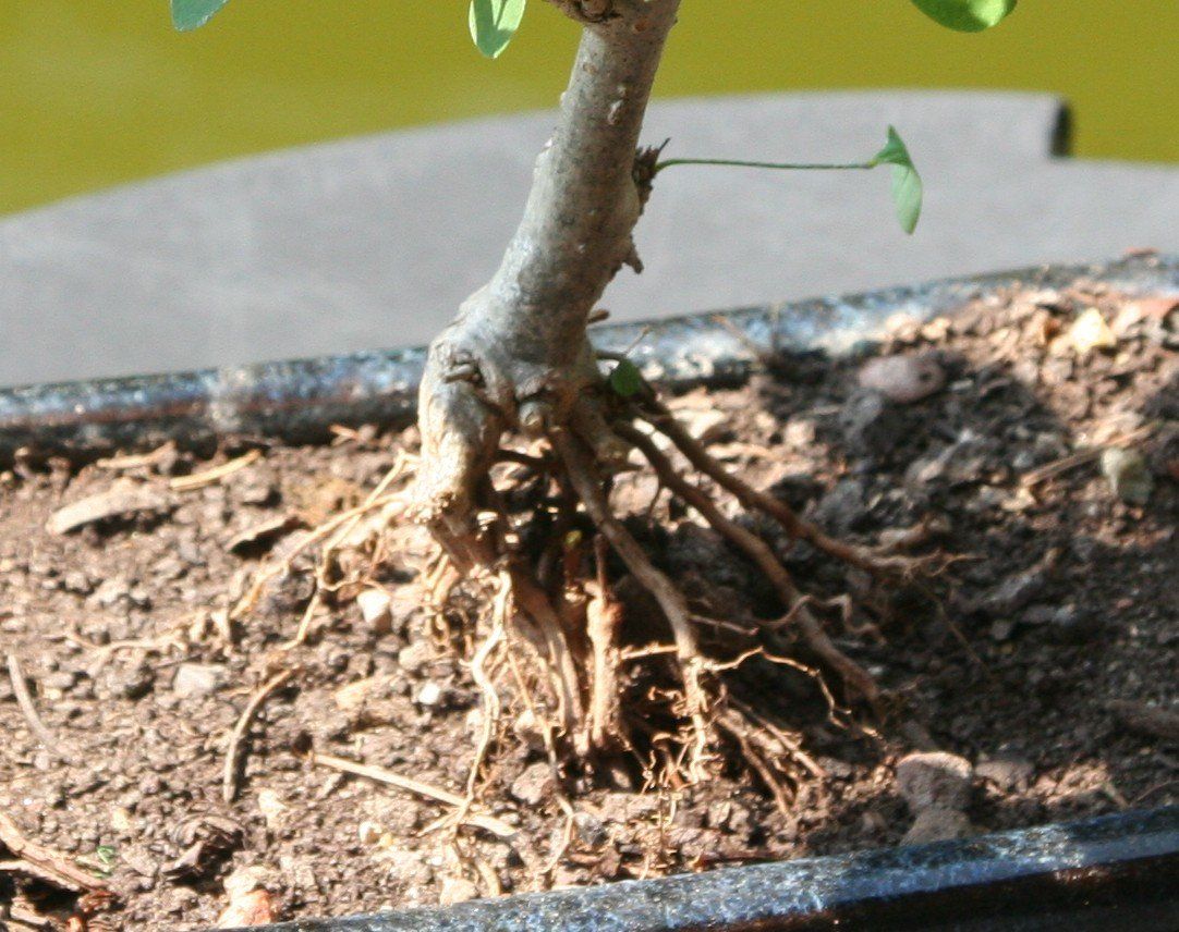 Pflanzen & Samen: BONSAI  -  Berberitze (Sauerdorn) – Gebraucht aus Gretzenbach von Sikim 2