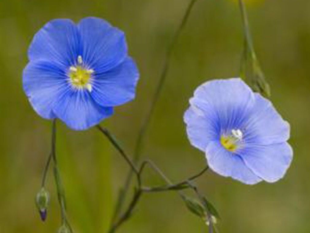 Piante & sementi: LINUM AUSTRIACUM - BLAUE STAUDEN - LEIN - HELLBLAU/BLAU – Nuovo (secondo la descrizione) da Buchs AG venduto da fischli610 3