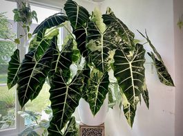 Special❗️XXL Rhizom Alocasia Frydek Albo