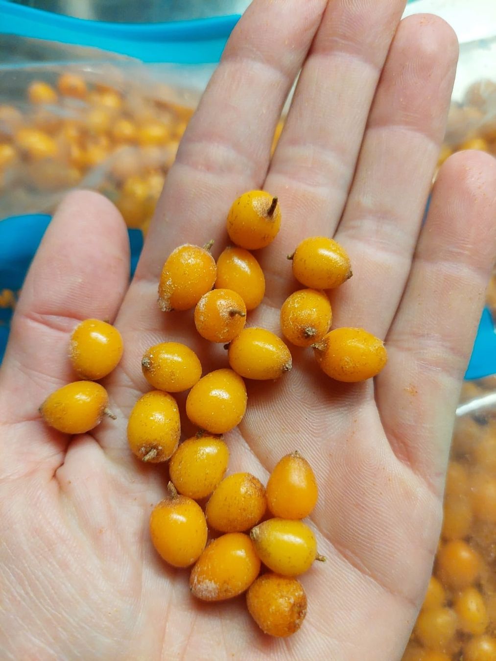 Cibi & Specialità: Bio Sanddorn Beeren über 600g – Nuovo e nell'imballaggio originale da Dulliken venduto da hya_7bpd 2