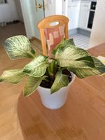 Philodendron Birkin, Zimmerpflanze, Rarität, Top Zustand