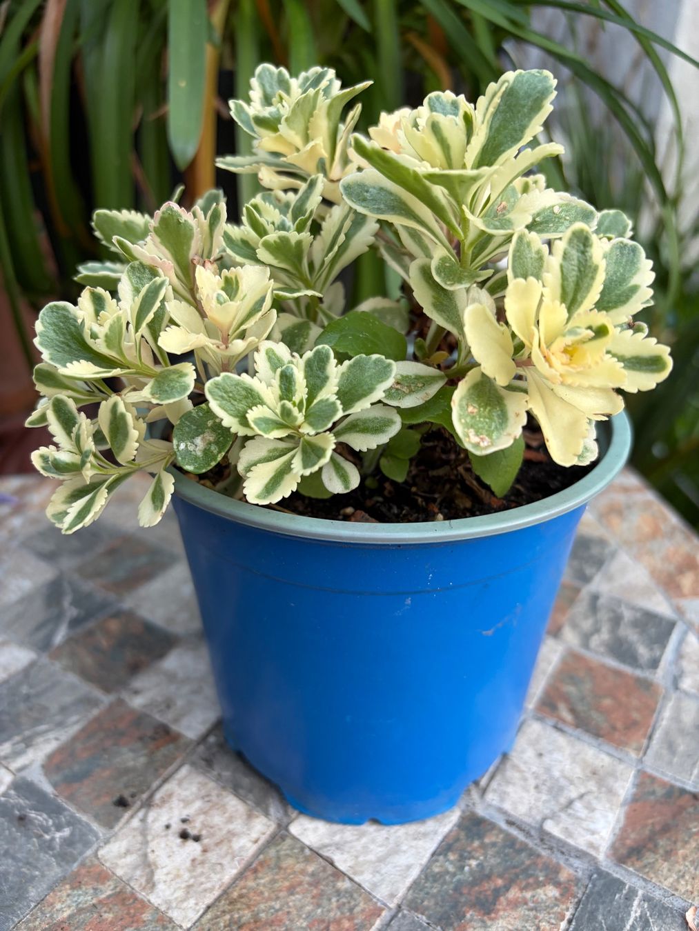 Piante & sementi: Fettblatt - Sedum takesimense "Atlantis" variegata – Nuovo (secondo la descrizione) da Winterthur venduto da Aniger 6