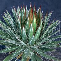 Agave Filifera - winterharte Agaven-Schönheit