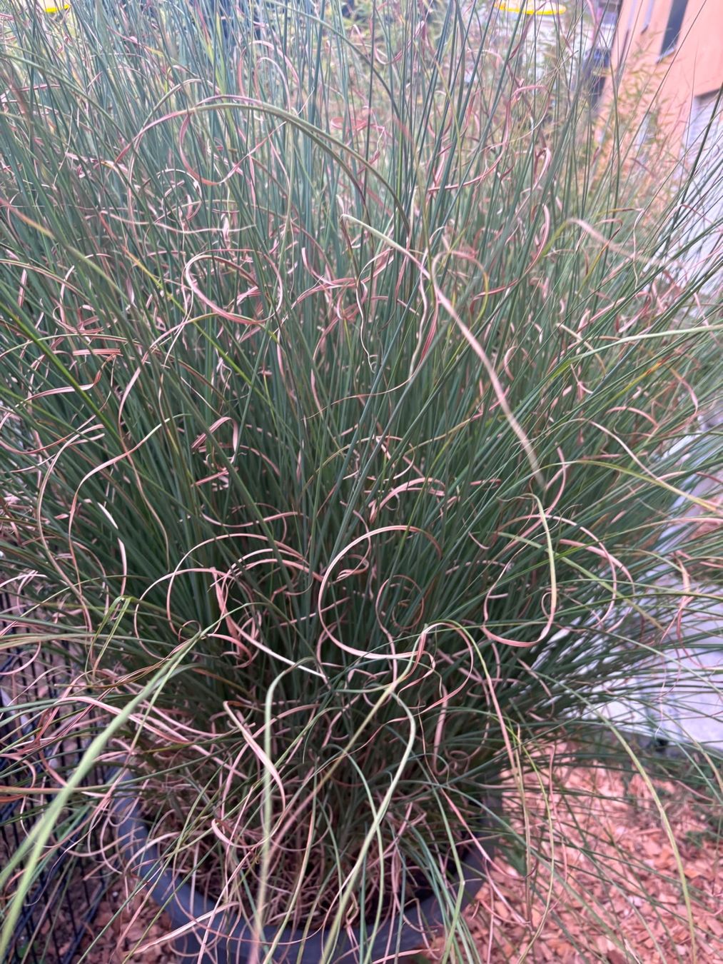 Piante & sementi: Grosses Gras/Chinaschilf (Miscanthus sin. 'Gracillimus') – Usato da Menziken venduto da GareDuNord 2
