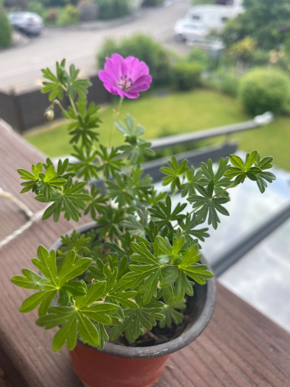 Piante & sementi: GERANIUM BOHEMICUM - STORCHSCHNABEL - PINK - BODENDECKER – Nuovo (secondo la descrizione) da Buchs AG venduto da fischli610 5