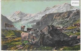Paturage dans les hautes alpes - Weide