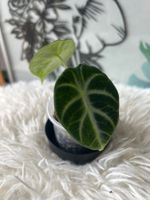 Alocasia Ninja #3