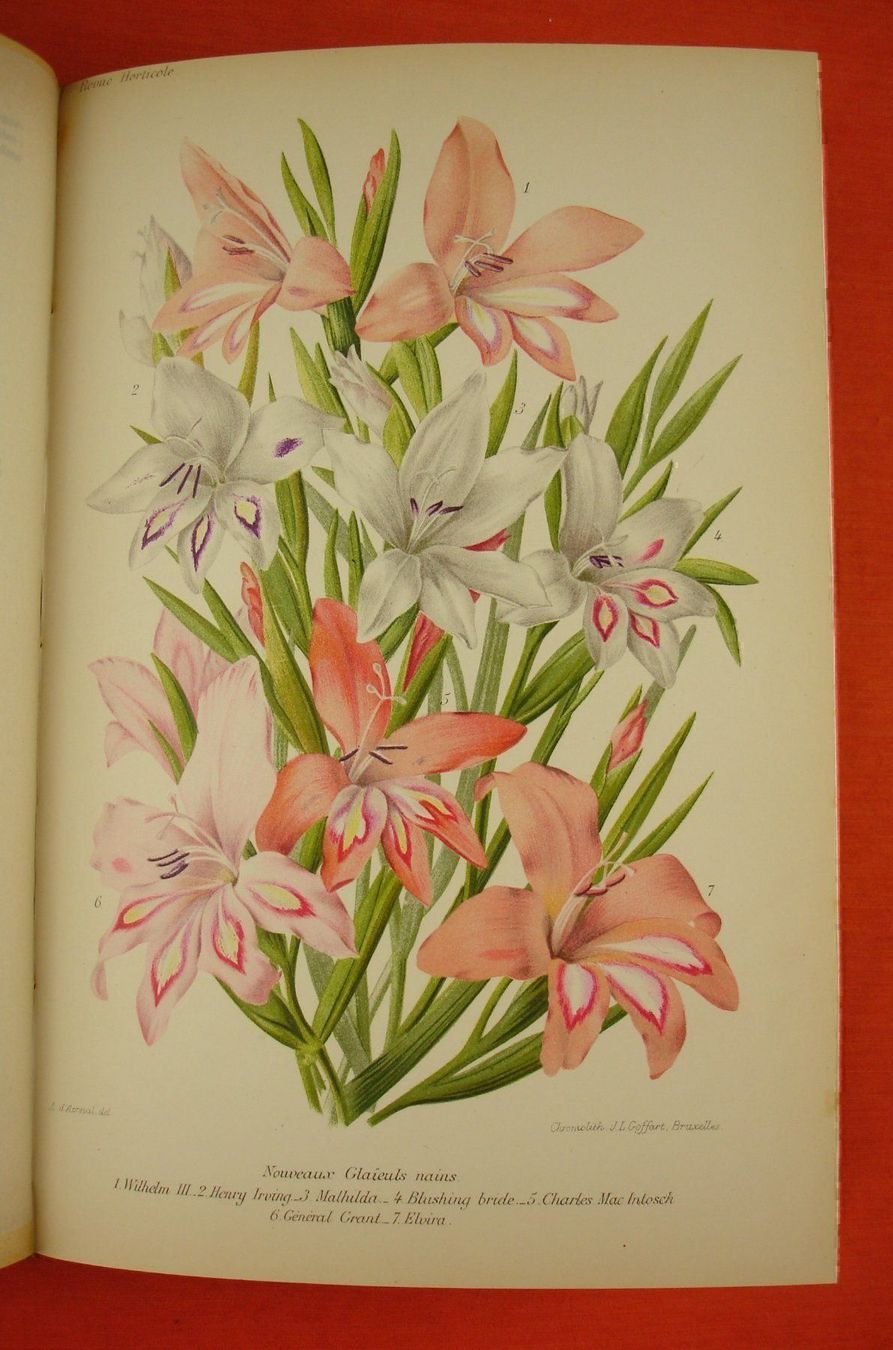 Livres: REVUE HORTICOLE 1899, LITHOS – D'occasion à Grüningen par Kartensammler 3