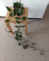 Prächtige Hoya Carnosa Splash - Zimmerpflanze - Hänger Nr. 1