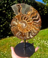 ✨🐚 Ammonit auf Stand in warmen Brauntönen 🐚✨