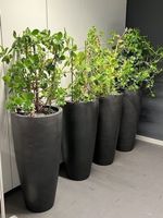 Pflanzgefässe  Blumentöpfe Pflanzentopf Topf Pflanzen 6 stuc