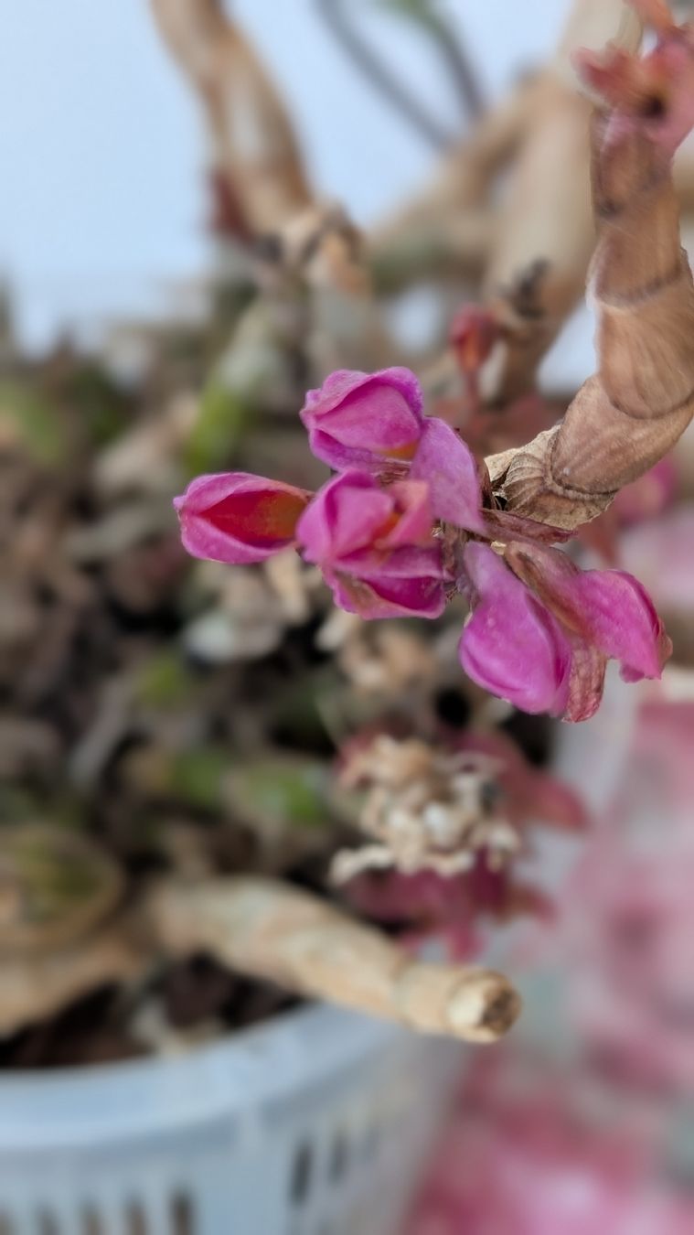 Pflanzen & Samen: Dendrobium 'Hibikki' Orchidee – Gebraucht aus Untervaz von Lyraia 2