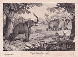 ELEFANT, ELEFANTENJAGD, LITHOGRAPHIE 1847