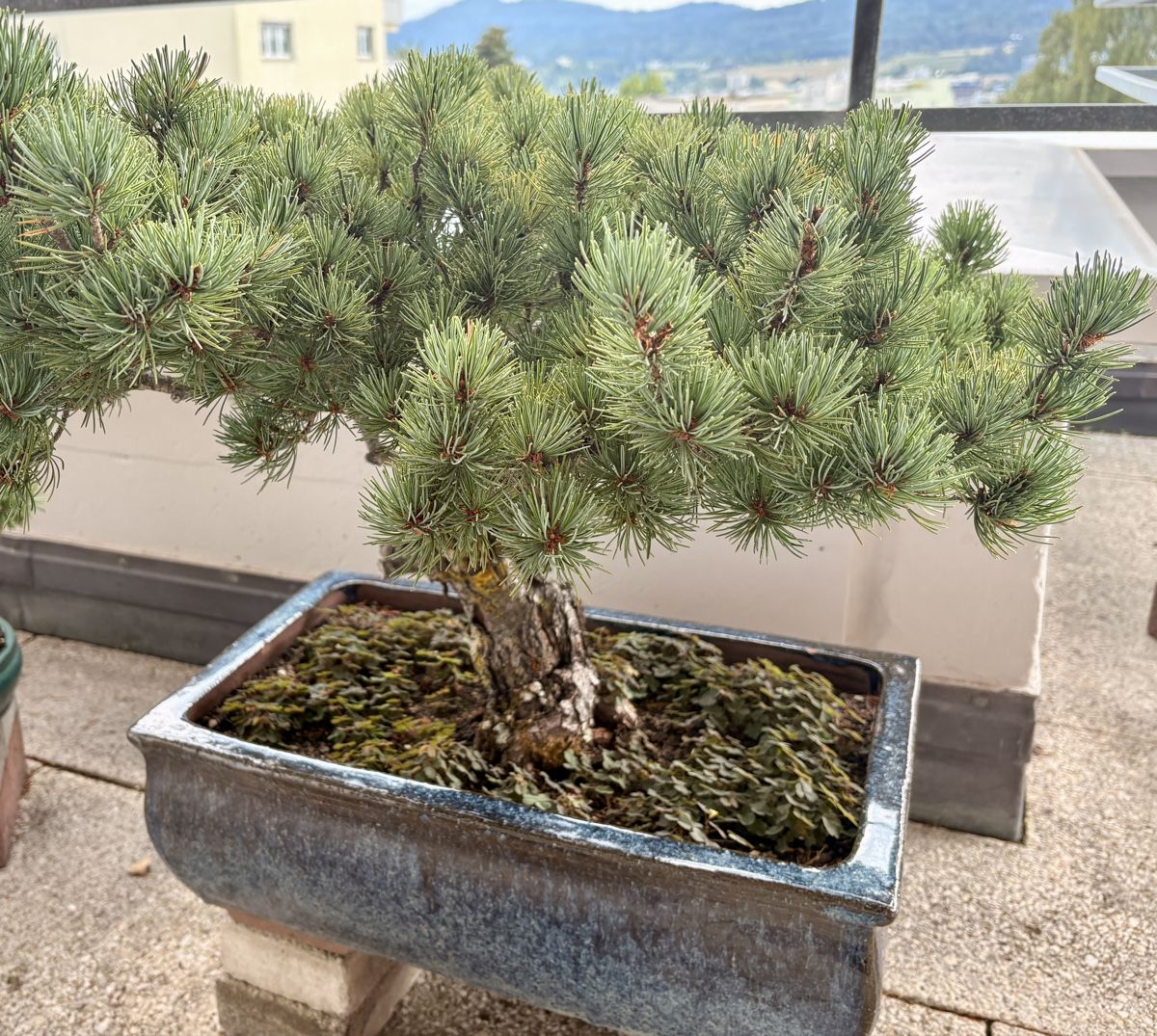 Pflanzen & Samen: Bonsai Kiefer – Gebraucht aus Oberengstringen von Bfzsmr