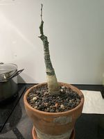 Caudex Adenia ellenbeckii