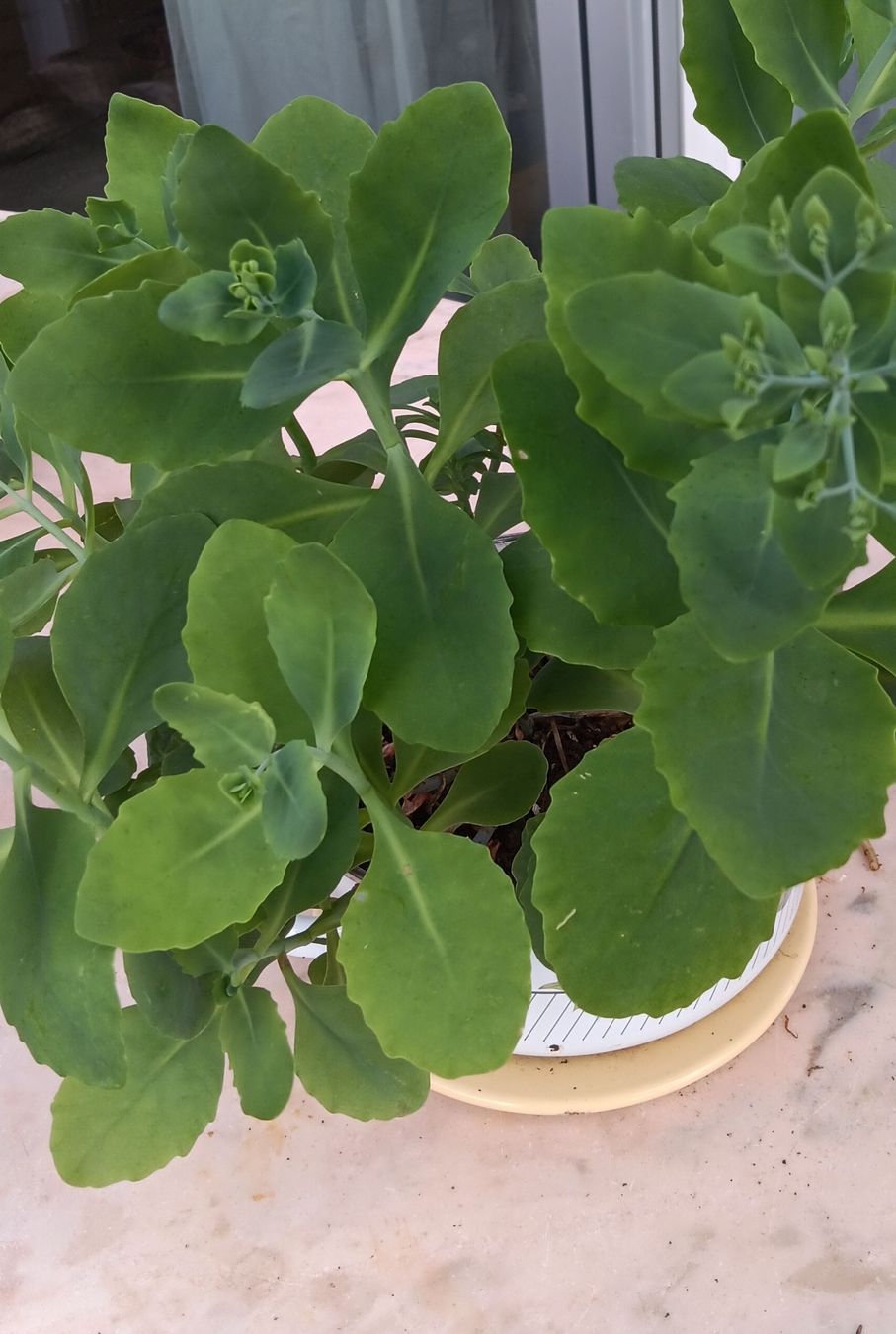 Pflanzen & Samen: Pianta verde sedum per esterno o interno – Gebraucht aus Carena von gra_yz7p